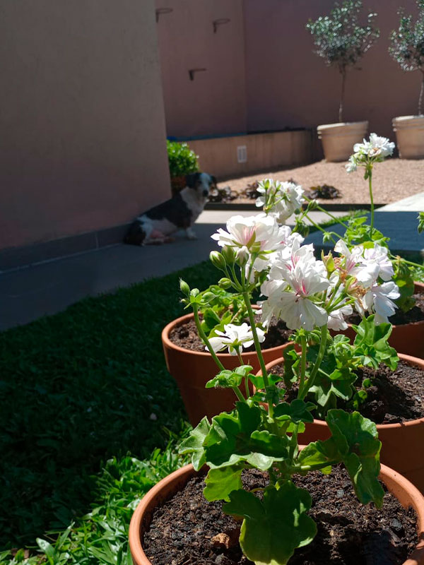 Jardín Mediterráneo